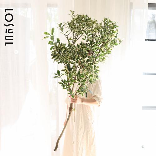 哪些植物适合无根水培？-第1张图片-吾爱花网