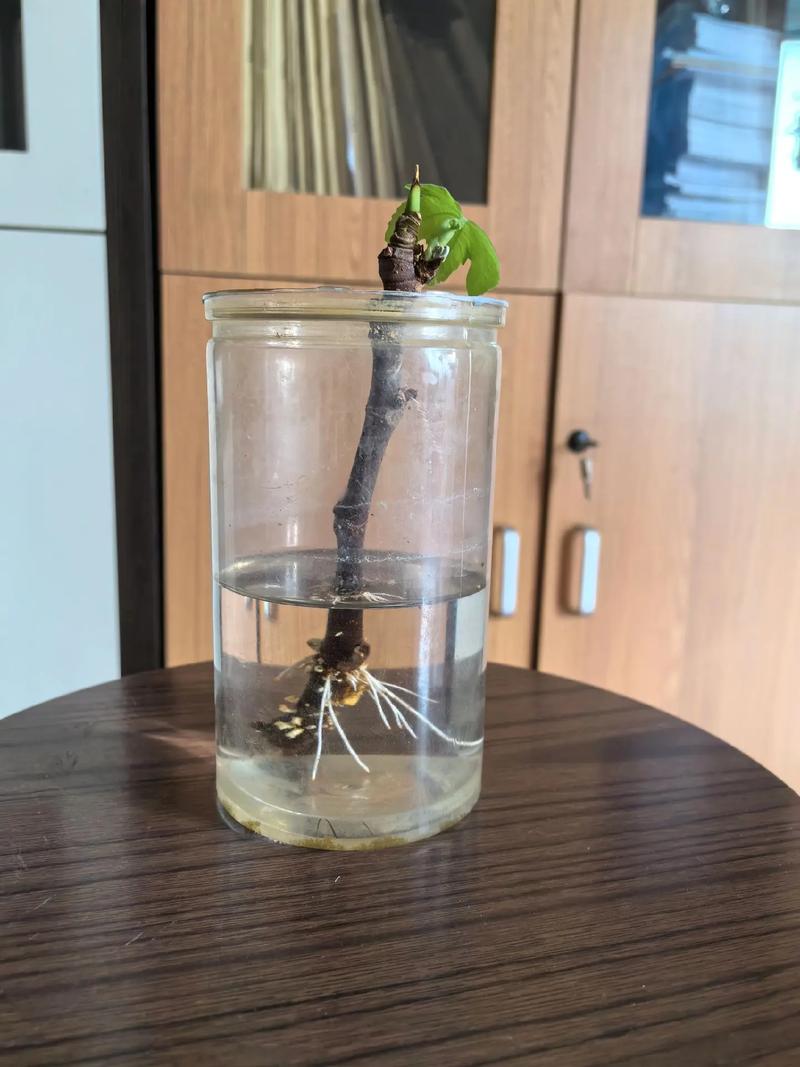 哪些植物适合无根水培？-第3张图片-吾爱花网