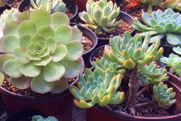 砍头多肉伤口不晾干会怎样？-第2张图片-吾爱花网