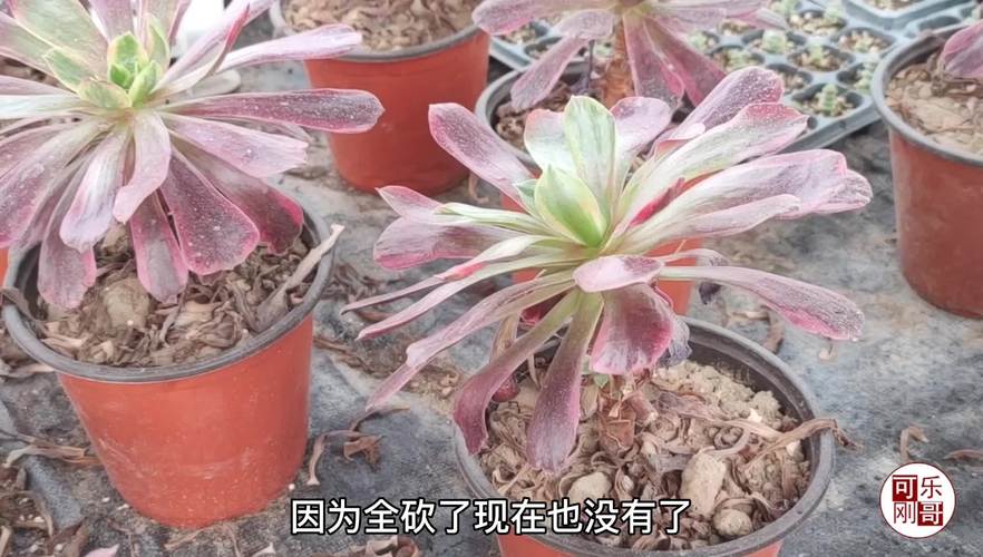 砍头多肉伤口不晾干会怎样?-第3张图片-吾爱花网 砍头多肉伤口不晾干会怎样?-第3张图片-吾爱花网