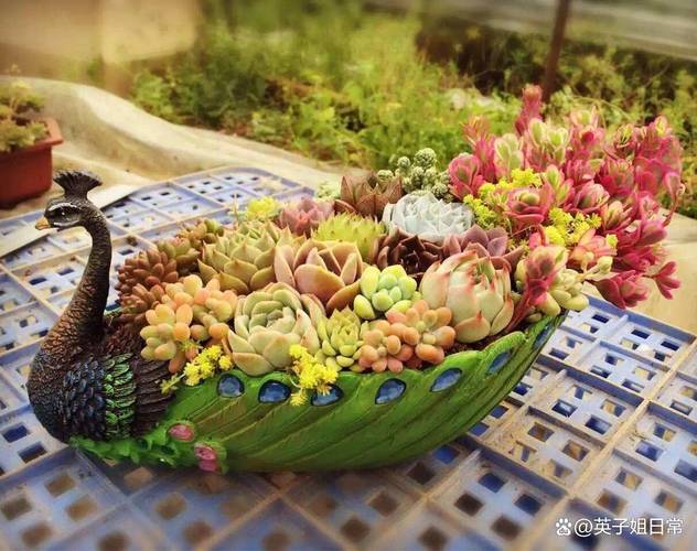 多肉组合盆景怎么搭配更美观？-第1张图片-吾爱花网