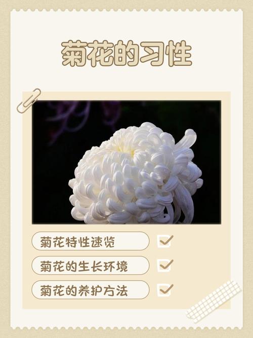 盆栽菊花养护有哪些关键要点？-第1张图片-吾爱花网