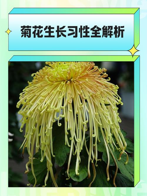 盆栽菊花养护有哪些关键要点？-第2张图片-吾爱花网