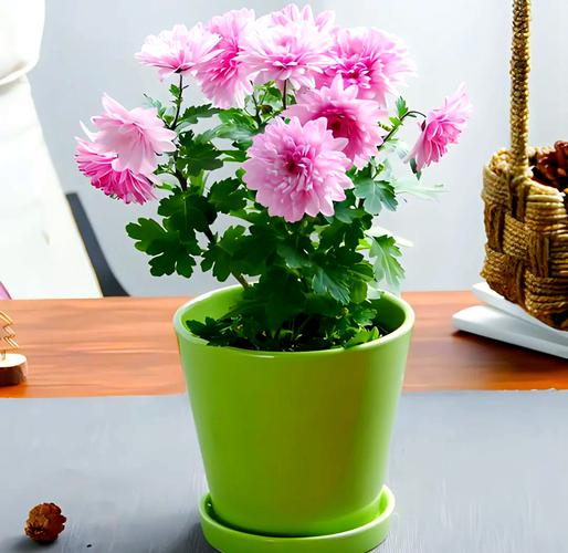 盆栽菊花养护有哪些关键要点？-第3张图片-吾爱花网