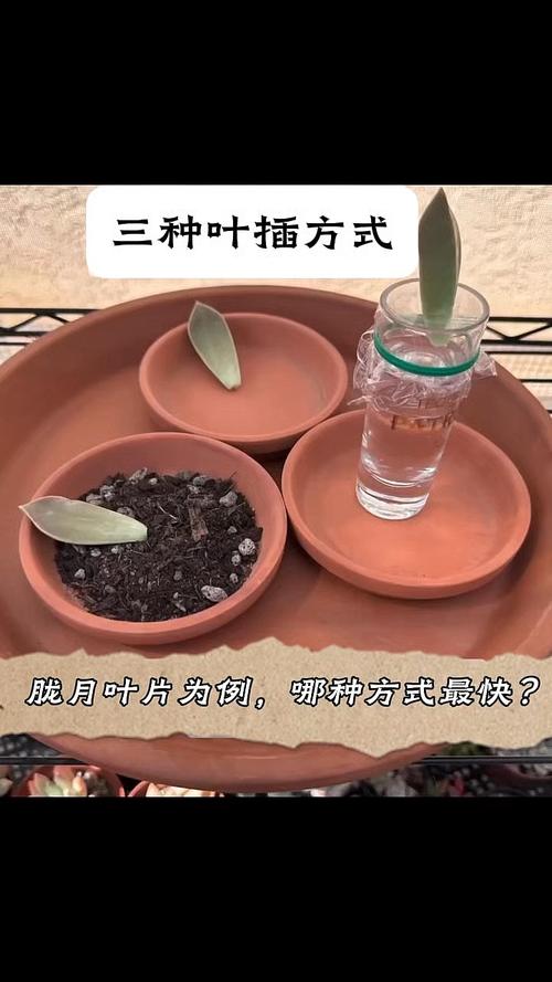 多肉繁殖技术有哪些关键点？-第2张图片-吾爱花网