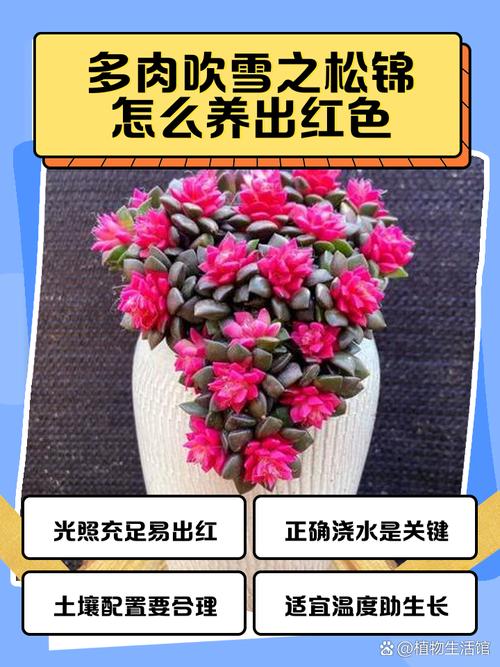 多肉冬季每天通风多久合适？-第1张图片-吾爱花网