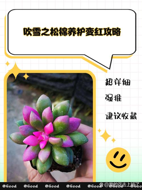 多肉冬季每天通风多久合适？-第2张图片-吾爱花网