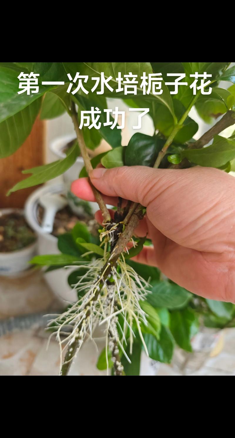 水培桅子花怎样转土栽-第2张图片-吾爱花网