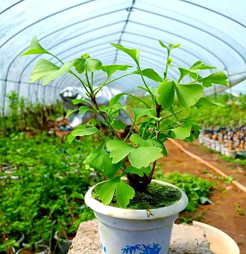 盆栽银杏怎么种才好活？-第2张图片-吾爱花网