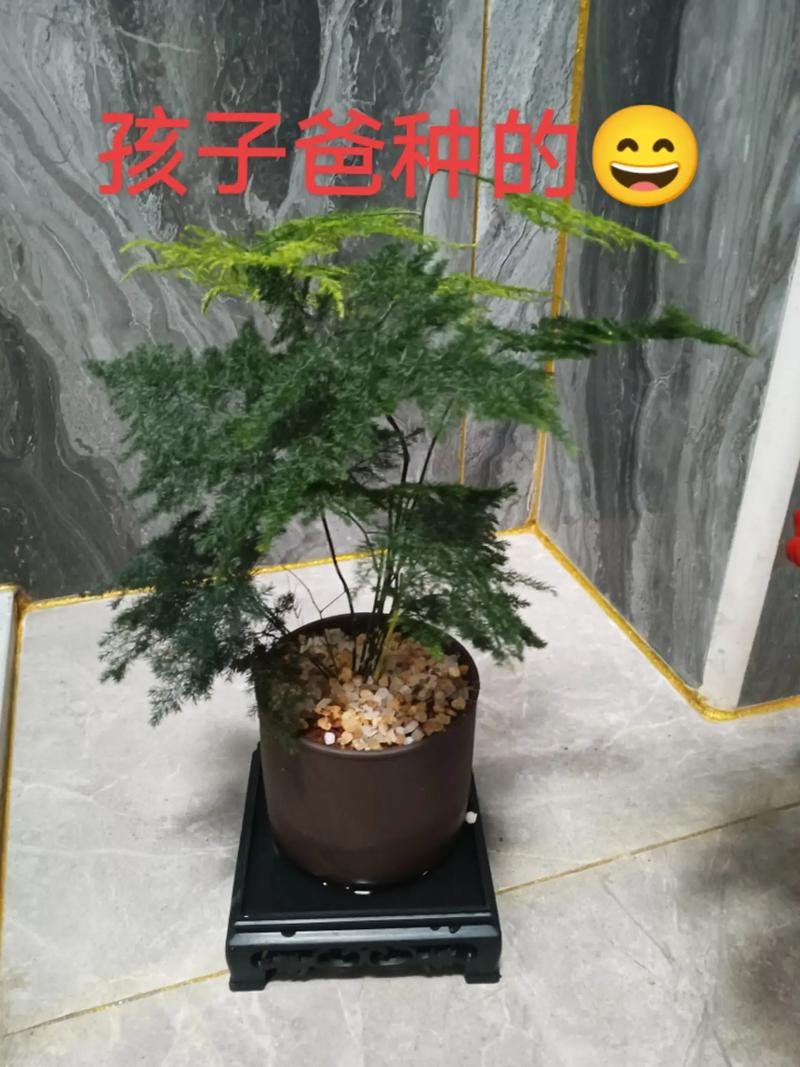 小孩养盆栽有哪些注意事项？-第1张图片-吾爱花网