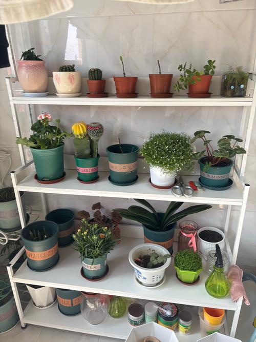 小孩养盆栽有哪些注意事项？-第3张图片-吾爱花网