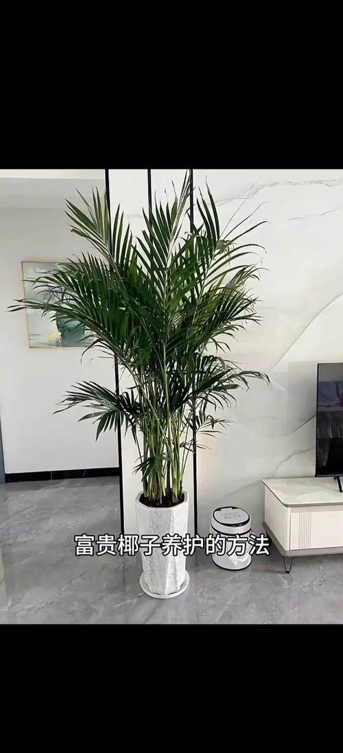 盆栽富贵椰子几株最吉利?-第1张图片-吾爱花网 盆栽富贵椰子几株最吉利?-第1张图片-吾爱花网