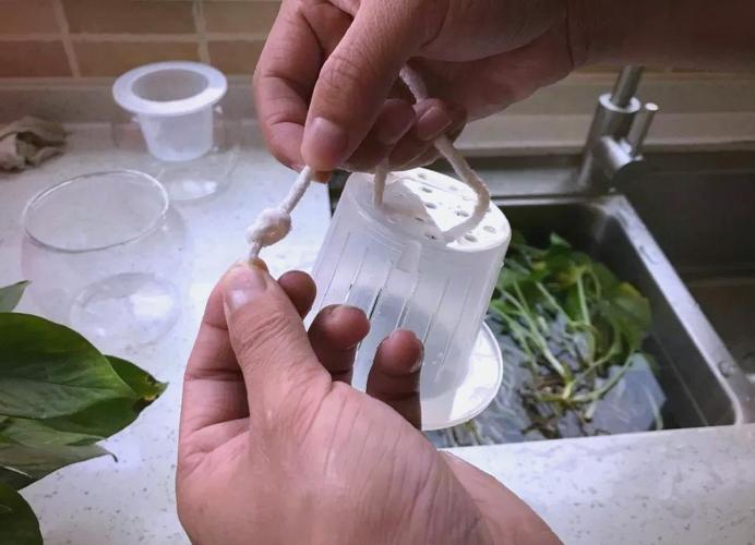 绿培转水培，关键步骤有哪些？-第3张图片-吾爱花网