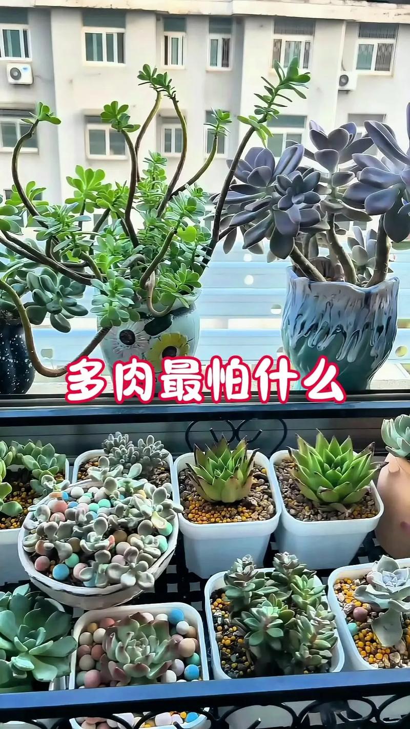 如何挑到健康的多肉？-第2张图片-吾爱花网