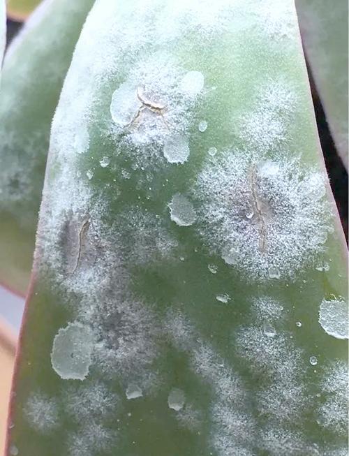 多肉水渍斑点是烂根还是冻伤？-第3张图片-吾爱花网