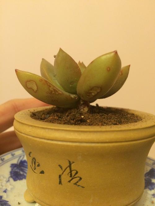 多肉水渍斑点是烂根还是冻伤？-第2张图片-吾爱花网
