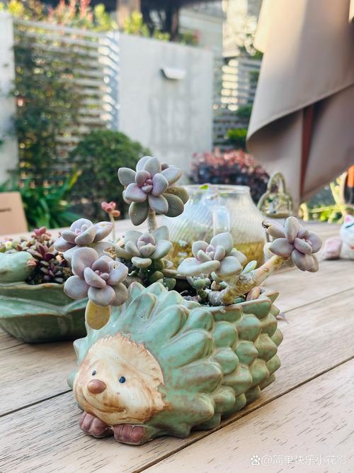 多肉植物图片大全有哪些品种？-第2张图片-吾爱花网