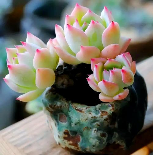 多肉植物图片大全有哪些品种？-第1张图片-吾爱花网