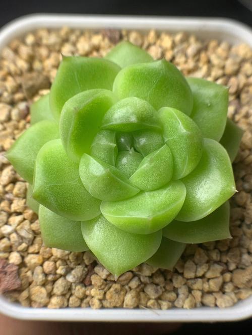 多肉植物图片大全有哪些品种？-第3张图片-吾爱花网