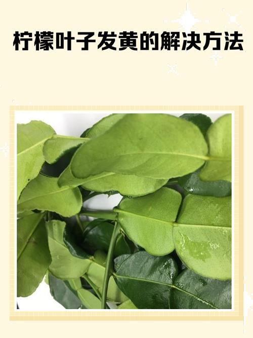 醋能治盆栽黄叶吗？-第1张图片-吾爱花网