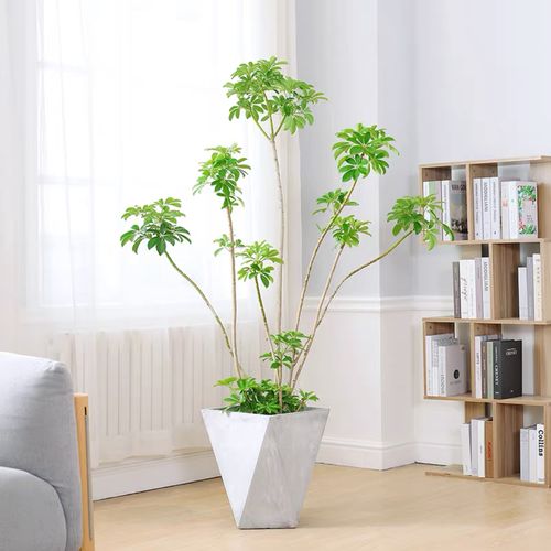 绿植盆栽如何造型更美观？-第3张图片-吾爱花网