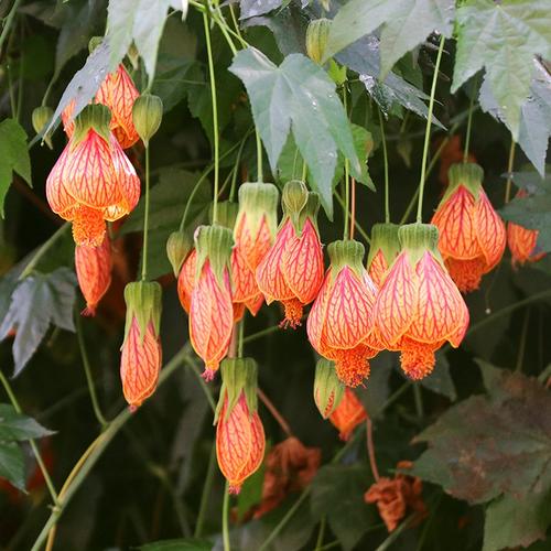 悬风铃花盆栽图片有哪些品种？-第2张图片-吾爱花网