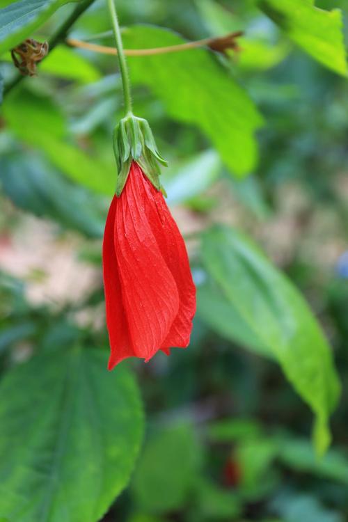 悬风铃花盆栽图片有哪些品种？-第1张图片-吾爱花网