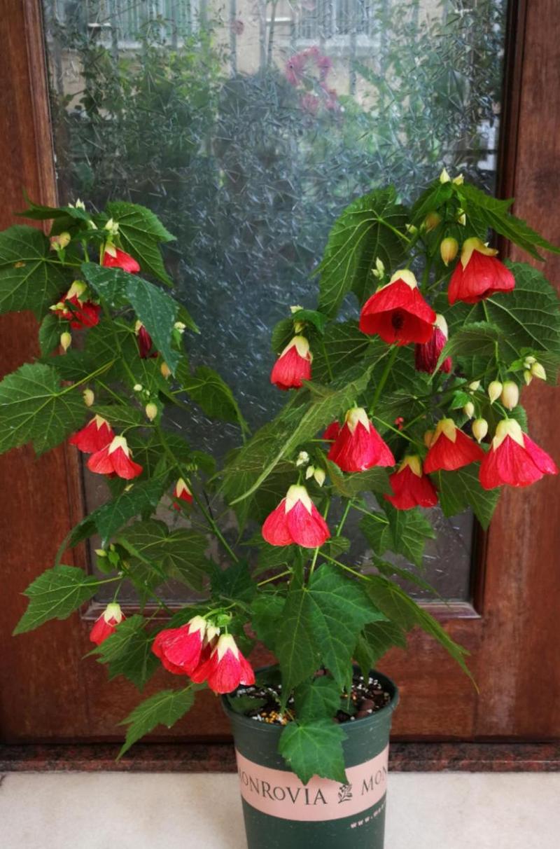 悬风铃花盆栽图片有哪些品种？-第3张图片-吾爱花网