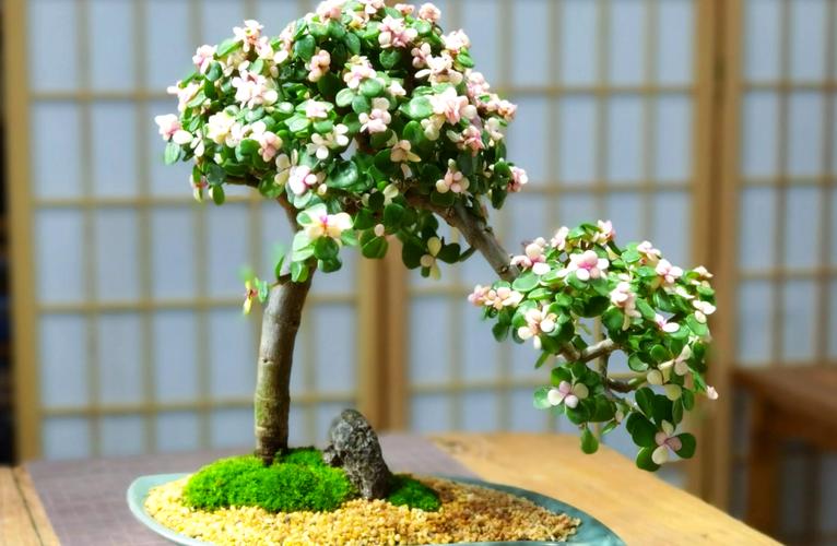 阳台种什么花最吉利？-第1张图片-吾爱花网