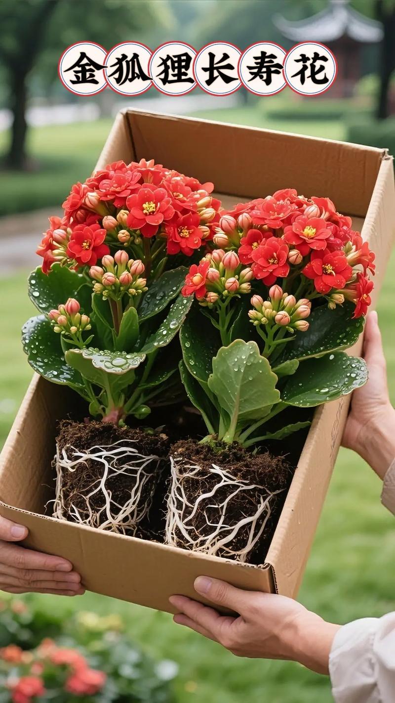 阳台种什么花最吉利？-第2张图片-吾爱花网