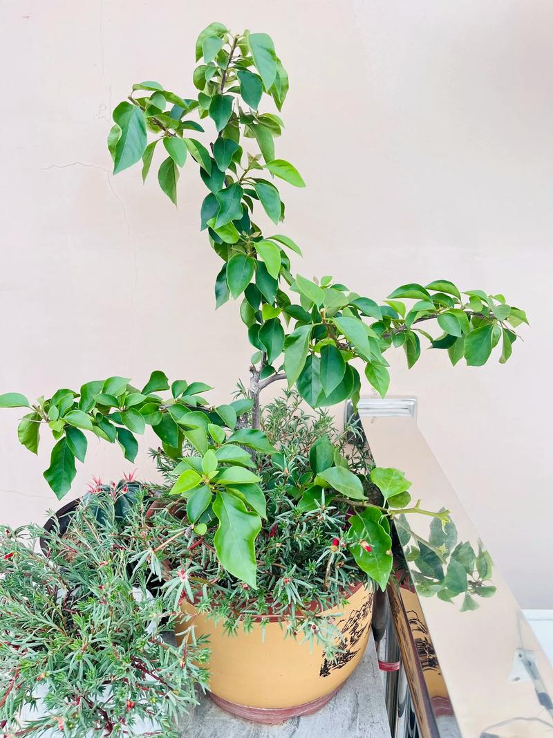 阳台种什么花最吉利？-第3张图片-吾爱花网