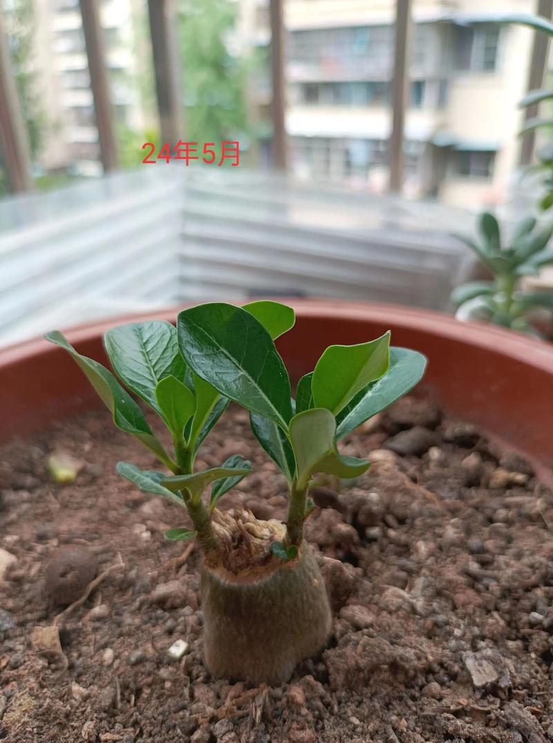 玫瑰盆栽冬天如何安全过冬？-第2张图片-吾爱花网