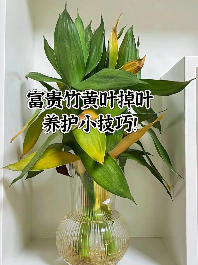 富贵竹心发黄怎么办？-第1张图片-吾爱花网