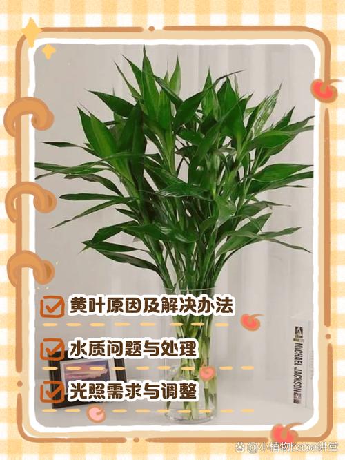 富贵竹心发黄怎么办？-第3张图片-吾爱花网