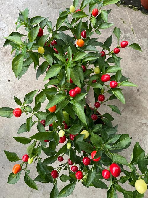 盆栽花椒盆景图片有哪些造型？-第3张图片-吾爱花网