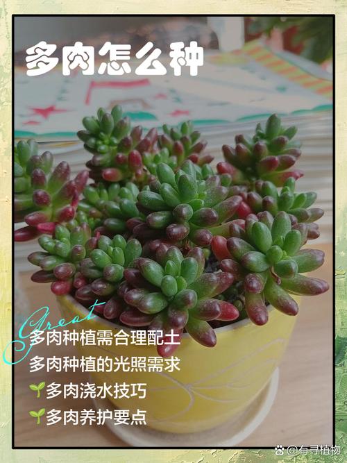 多肉怎么种？图片大全教你养！-第1张图片-吾爱花网
