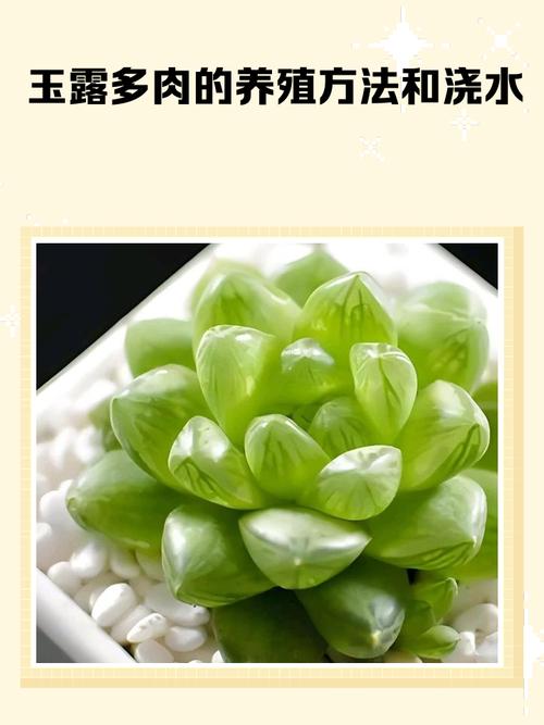 多肉怎么种？图片大全教你养！-第3张图片-吾爱花网