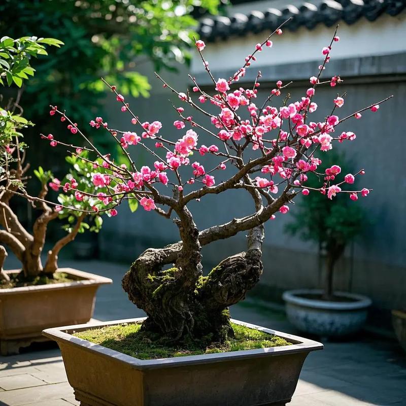 盆栽梅花冬天能养活吗?-第2张图片-吾爱花网 盆栽梅花冬天能养活吗?-第2张图片-吾爱花网