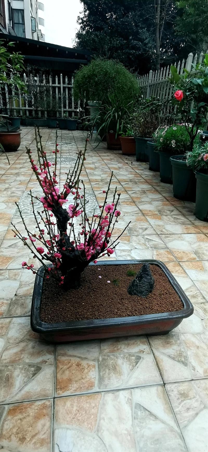 盆栽梅花冬天能养活吗?-第1张图片-吾爱花网 盆栽梅花冬天能养活吗?-第1张图片-吾爱花网