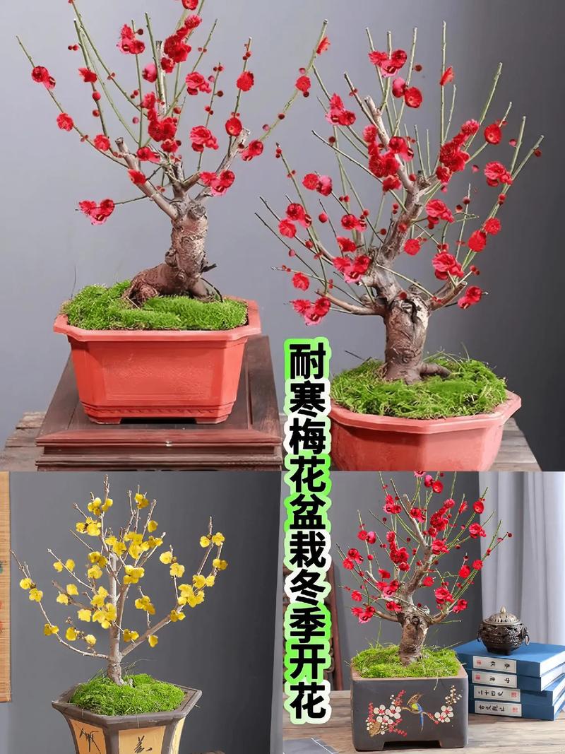 盆栽梅花冬天能养活吗?-第3张图片-吾爱花网 盆栽梅花冬天能养活吗?-第3张图片-吾爱花网
