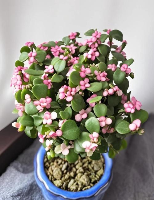 雅乐之舞多肉怎么养？新手必看种植技巧！-第1张图片-吾爱花网