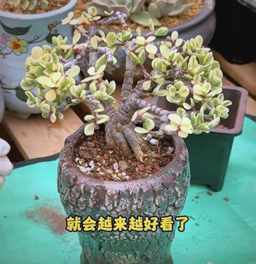 雅乐之舞多肉怎么养？新手必看种植技巧！-第2张图片-吾爱花网