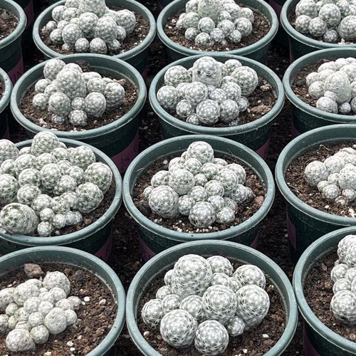 白鸟多肉开花有多灿烂?-第1张图片-吾爱花网 白鸟多肉开花有多灿烂?-第1张图片-吾爱花网