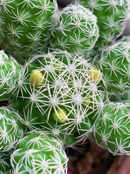 白鸟多肉开花有多灿烂？-第2张图片-吾爱花网