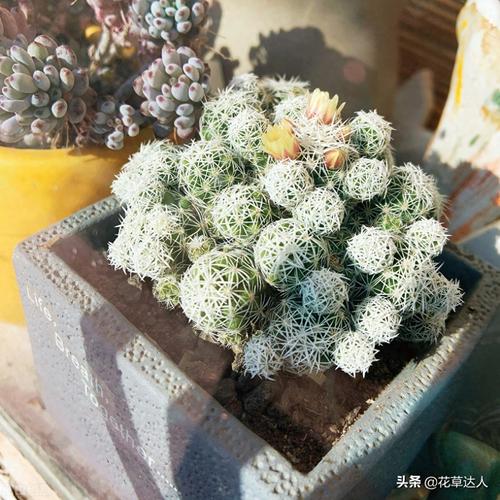 白鸟多肉开花有多灿烂?-第3张图片-吾爱花网 白鸟多肉开花有多灿烂?-第3张图片-吾爱花网