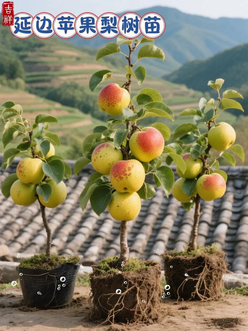 盆栽梨树在家怎么种才能结果?-第2张图片-吾爱花网 盆栽梨树在家怎么种才能结果?-第2张图片-吾爱花网