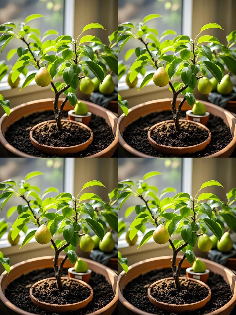 盆栽梨树在家怎么种才能结果?-第1张图片-吾爱花网 盆栽梨树在家怎么种才能结果?-第1张图片-吾爱花网