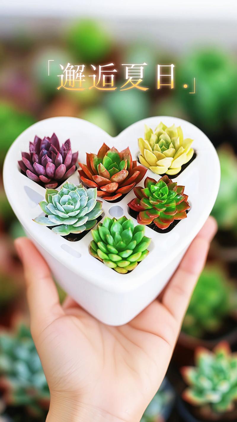 盆栽多肉组合如何摆放更美观？-第1张图片-吾爱花网