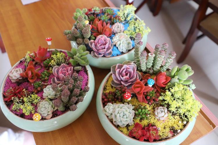 盆栽多肉组合如何摆放更美观？-第2张图片-吾爱花网