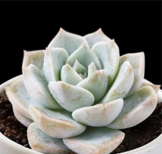 白牡丹多肉叶子干枯怎么办?-第1张图片-吾爱花网 白牡丹多肉叶子干枯怎么办?-第1张图片-吾爱花网